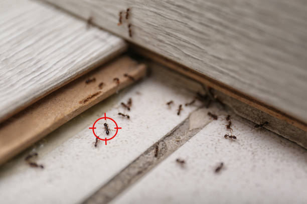 Best Ant Control Services  in Midway, KY